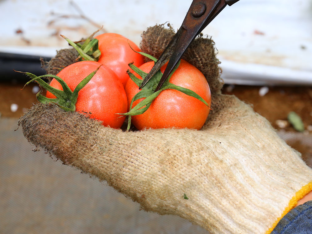 切った瞬間に広がるさわやかな香りと旨味