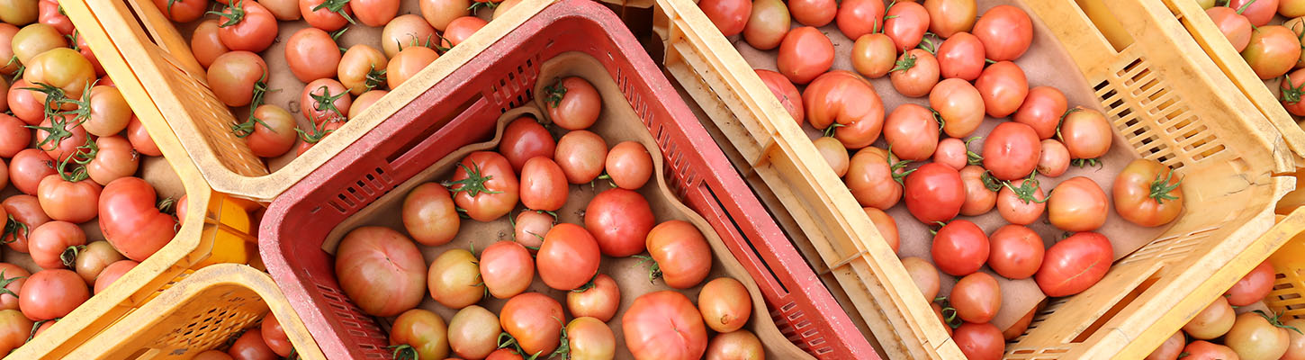 こだわりのトマト