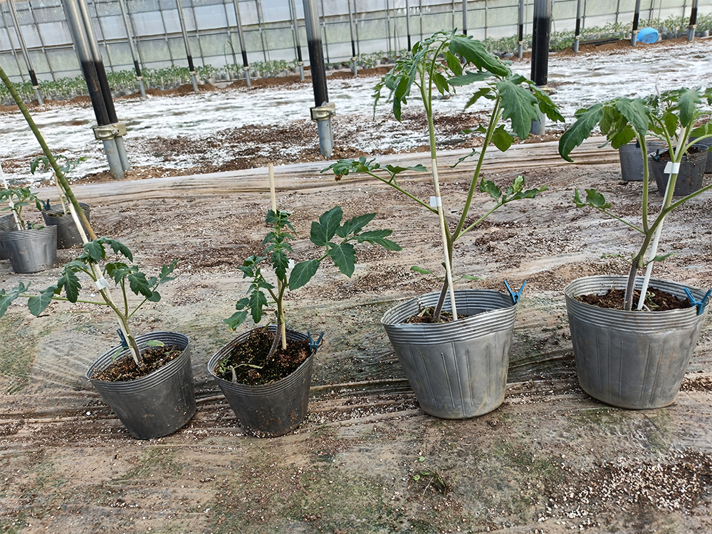 農薬の使用回数を可能な限り抑えたトマト