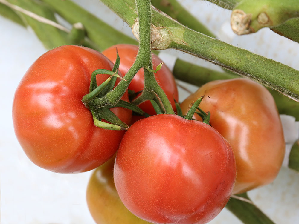 大玉トマト（CFハウス桃太郎）