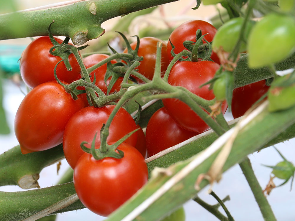 ミニトマト（甘っこ）