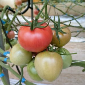 しゅんのとまと