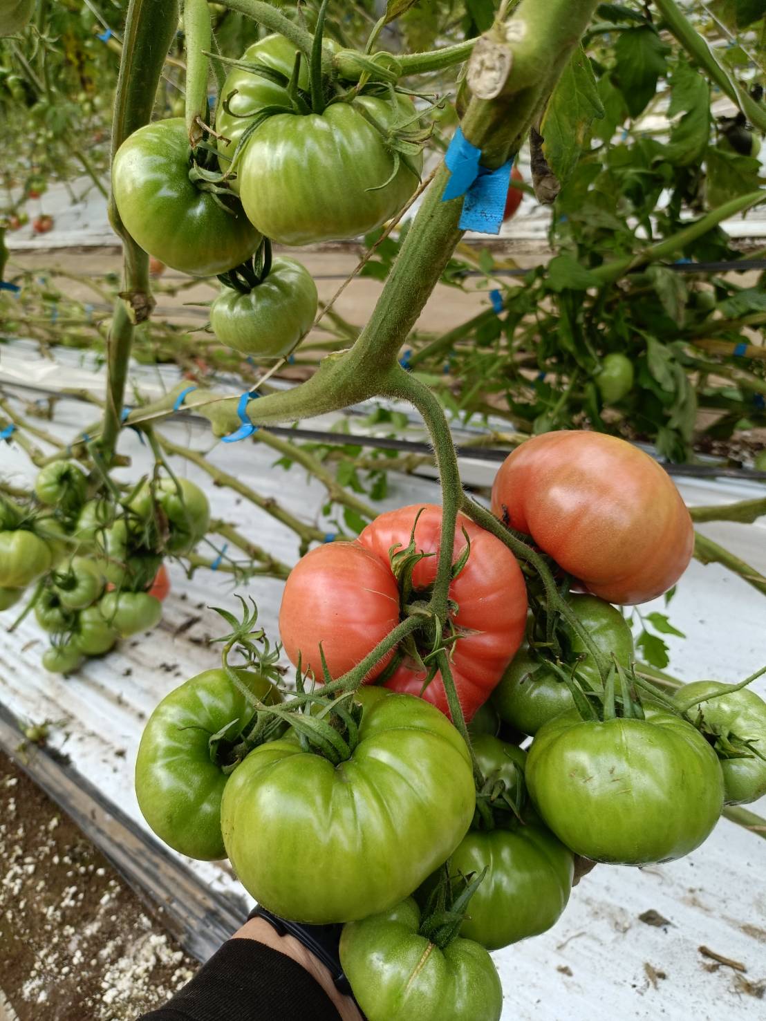 しゅんのファーストトマト（大玉）