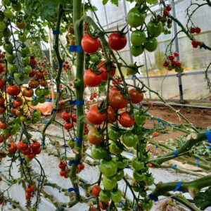 しゅんのミニトマト