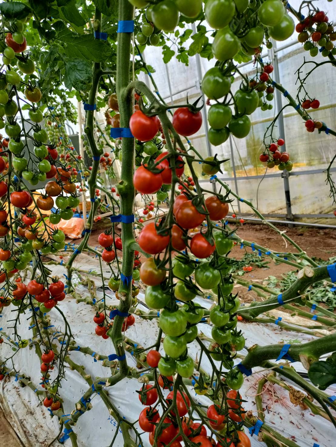 しゅんのミニトマト