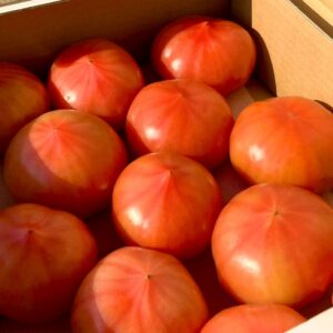 しゅんのファーストトマト