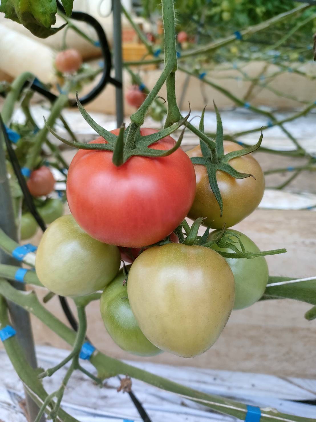 しゅんのとまと