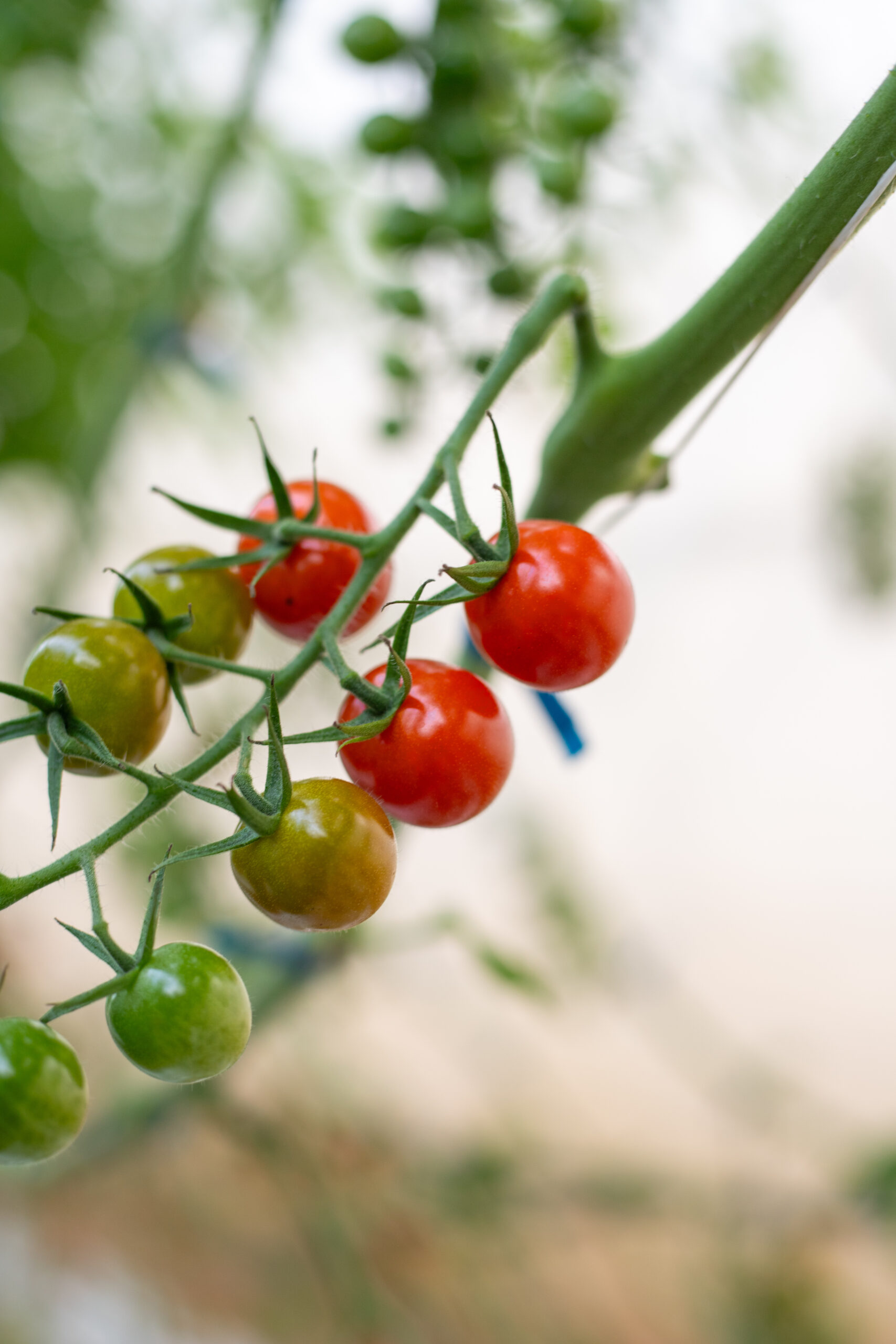 しゅんのミニトマト